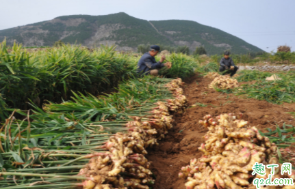 生姜种植如何选种 生姜怎么整地 2