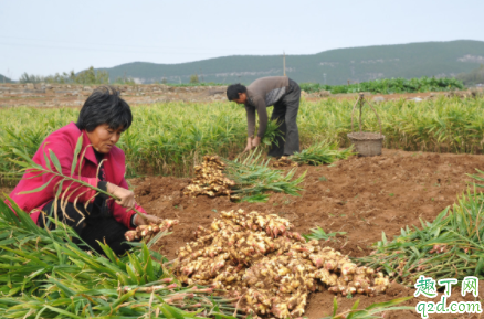 生姜种植如何选种 生姜怎么整地 3