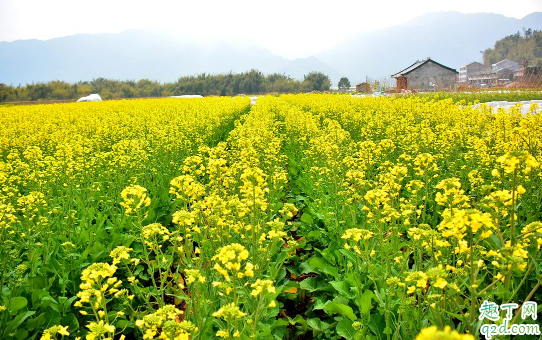 油菜烂杆是咋回事 油菜烂杆要用什么药防冶1