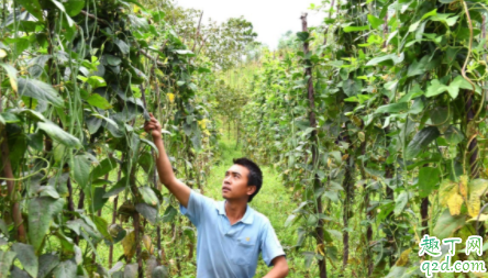 豇豆种植应该如何选种 豇豆为什么要用地膜 4