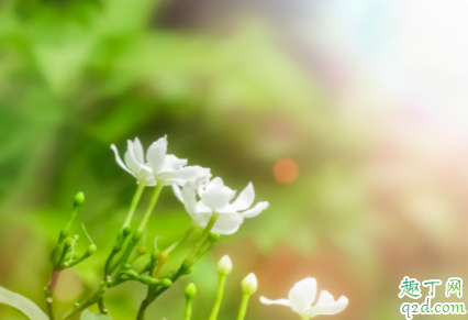 刚买的茉莉花要不要换盆 茉莉花繁殖的方法是什么 3