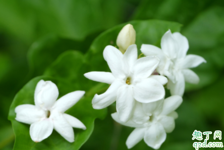 刚买的茉莉花要不要换盆 茉莉花繁殖的方法是什么 4