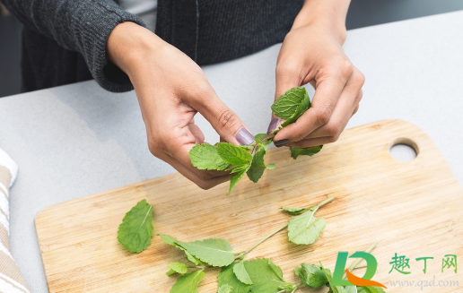 薄荷茎部发黑干枯还能活不2