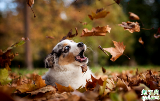 感染犬瘟多久发病 狗瘟可以提前预防吗4