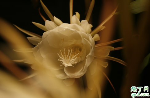 昙花可以耐多少度低温 昙花低温下该怎么养护2