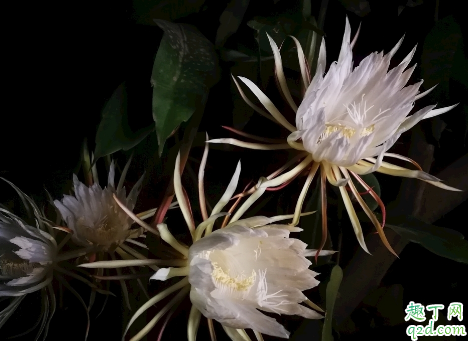 昙花好养活吗 ​昙花怎样养才能花开旺盛2