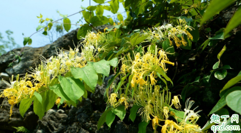 ​金银花可以种在庭院里吗 院里种植的金银花怎么养好