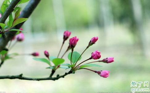 海棠花只长叶不开花正常吗 海棠花老不开花怎么解决3