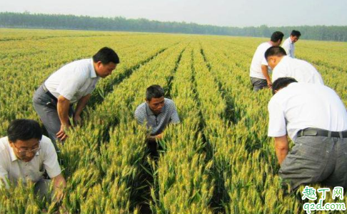 种小麦要深耕土壤吗 小麦免耕播种好不好1