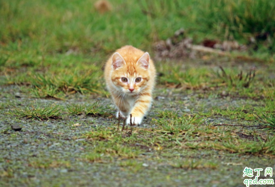 猫咪毛囊炎可以洗澡吗 猫咪毛囊炎是什么引起3