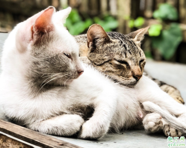 刚买回来的猫怎么喂食 买回来的幼猫不吃东西怎么办1