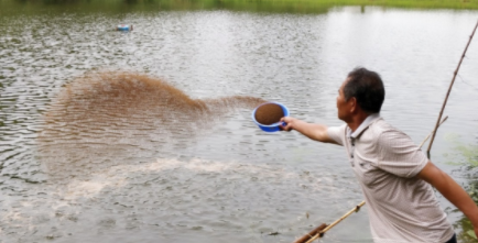 水蚤需要消毒后喂鱼吗 红虫可以直接喂鱼吗3