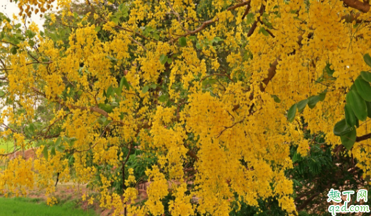 桂花树上结的桂籽能播种吗 桂花种子怎么种才能成活1