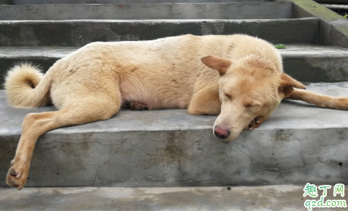 狗能吃骨头嘛 给狗狗吃哪种骨头好3