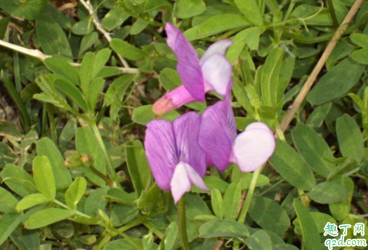 种的花里面有蚂蚁怎么办 花盆招蚂蚁怎么办4