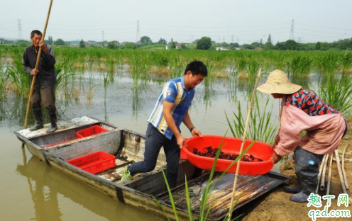 茭白地里养龙虾可以吗 茭白田里养龙虾要注意什么1