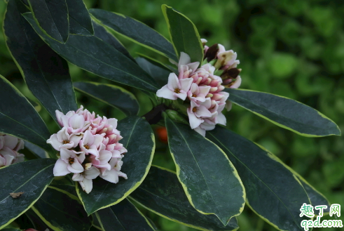 瑞香换盆后老掉花是怎么回事 瑞香换盆掉花怎么补救3