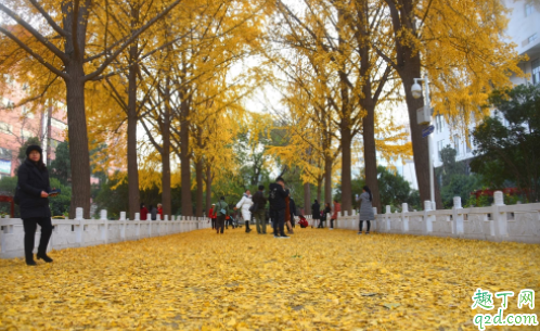 北京地坛公园银杏什么时候黄 地坛公园银杏大道怎么走2