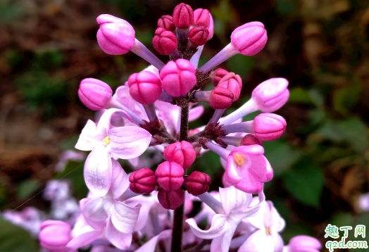 丁香花叶子老蔫是咋回事 丁香花叶子发蔫还有救吗2