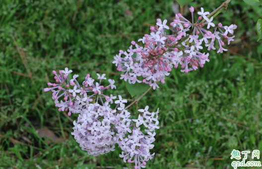 丁香花叶子老蔫是咋回事 丁香花叶子发蔫还有救吗3