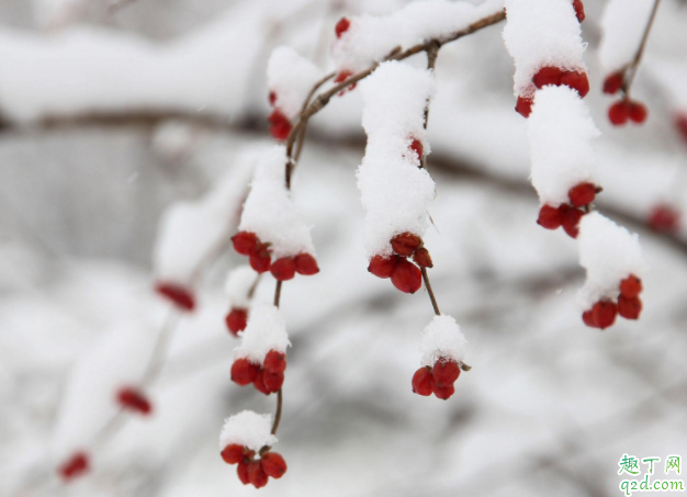 大雪节气都有什么传统习惯 为什么大雪节气要做腌肉