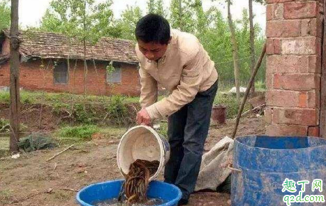 冬天黄鳝好抓吗 用什么药诱捕黄鳝进笼最好2