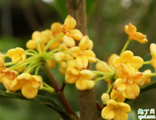 桂花可以施羊粪吗 桂花什么季节施肥3