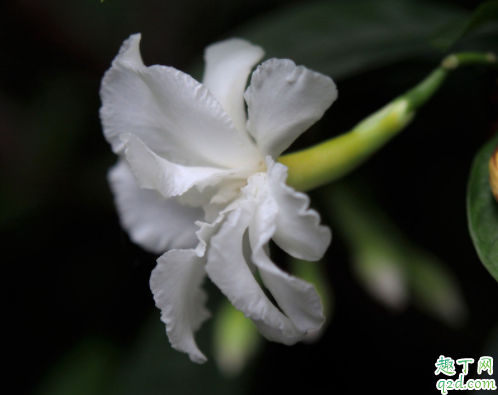 为什么水晶茉莉的花苞会掉 水晶茉莉掉花苞怎么补救2