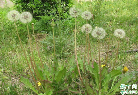 脸上有痤疮可以喝蒲公英茶么 脸上长痘痘可以喝蒲公英水吗1