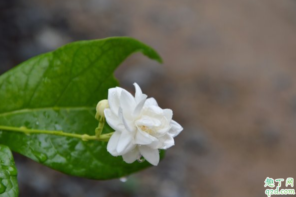 茉莉花叶子干枯容易掉怎么办 为什么茉莉的叶子一碰就掉4