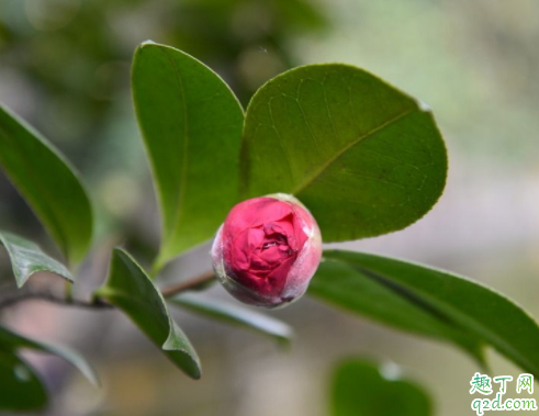 饼肥水可以浇茶花吗 伏天可以用饼肥水浇花吗2