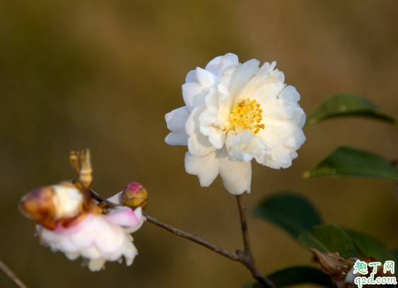 茶花能不能套塑料袋 茶花套袋保湿会闷死吗2