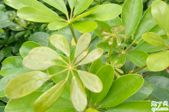 鸭脚木长虫子怎么办 鸭脚木长蚧壳虫用什么药4