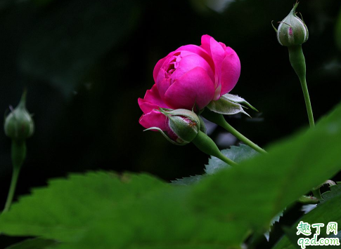 蔷薇花花苞需要打吗 蔷薇花怎么打苞舒蕾3