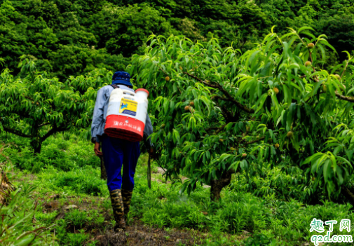 下雨前果园可以撒草木灰吗 草木灰能与农药混用吗4