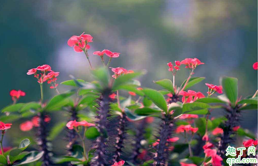 虎刺梅花开的小是咋回事 怎样养虎刺梅花开的旺盛2