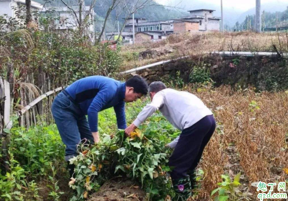 无公害的红薯怎么种 种红薯需要翻藤还是提藤好4