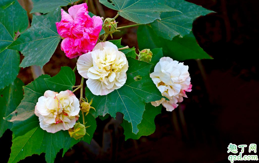 芙蓉花好养活吗 芙蓉花养护时需注意什么3