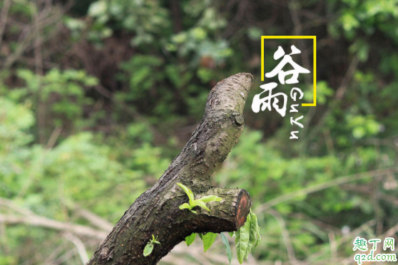 谷雨是什么季节养生 谷雨期间吃什么养生5