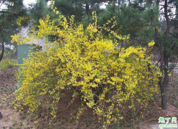 迎春花可以扦插育苗吗 迎春花夏季修剪可以吗3