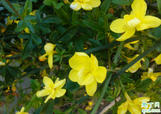 迎春花一年修剪一次好还是两次好 迎春花开完花怎么修剪4