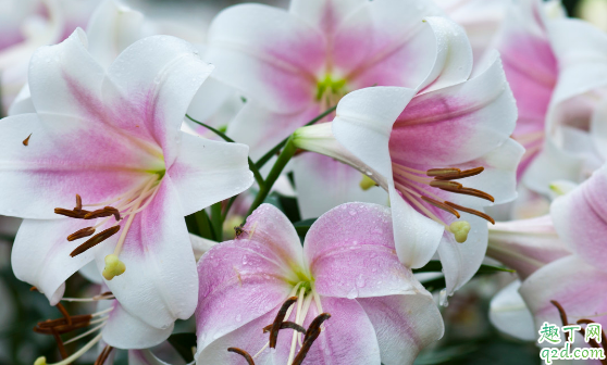 百合花花苞发黄是咋回事 百合花花苞变黄怎么补救2