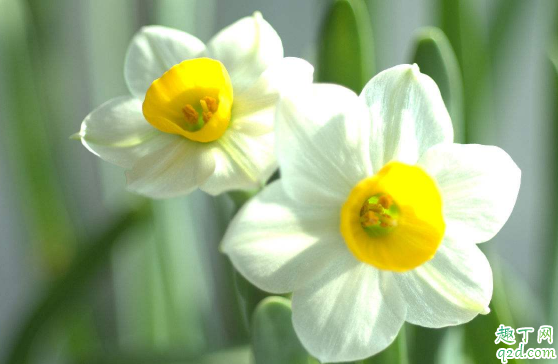 水仙花为啥会烂根 水仙花烂掉了怎么办2