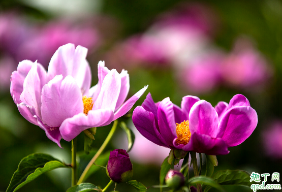 芍药烂根是咋回事 芍药烂根怎么救好3