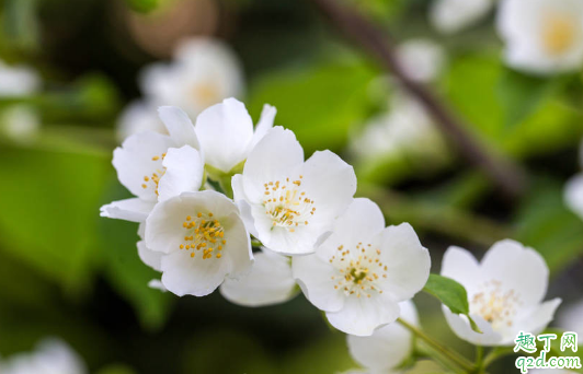 茉莉花掉叶是为啥 茉莉花总掉叶怎么解决2