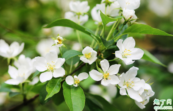 网购的茉莉花怎么养 茉莉花怎么养易成活2