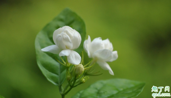 茉莉花叶子发黄是咋回事 家养的茉莉花叶片发黄怎么办3