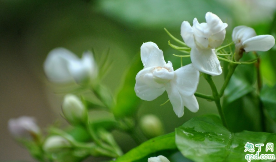 茉莉花叶子发黄是咋回事 家养的茉莉花叶片发黄怎么办2