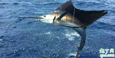 海岸边浪大怎么钓鱼 海钓能用的自然饵料有哪些4