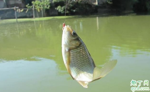 秋季野钓大鲫鱼是钓草洞还是钓大水面 秋冬季怎么野钓有收获3